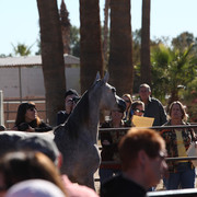 Equine Image Center