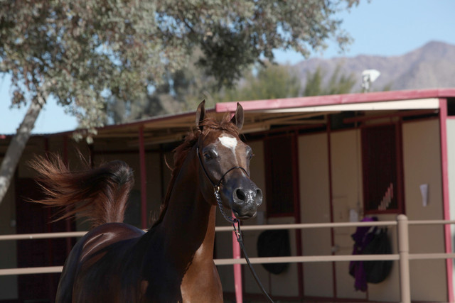 Equine Image Center