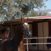 Equine Image Center