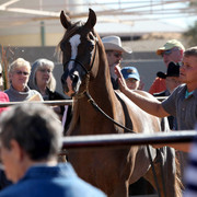 Scottsdale Farm Tours - Saturday