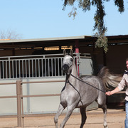 Equine Image Center