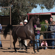 Equine Image Center