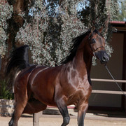 Equine Image Center