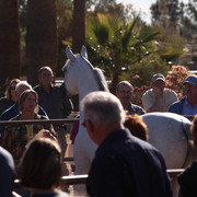 Equine Image Center