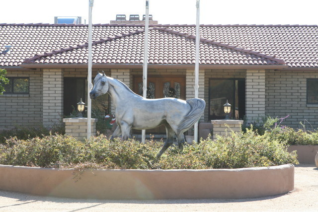 McDonald Arabians