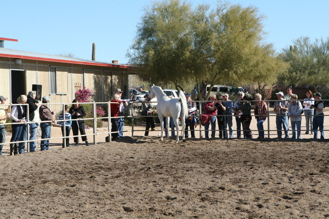 Steve Heathcott Arabians