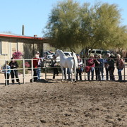 Steve Heathcott Arabians
