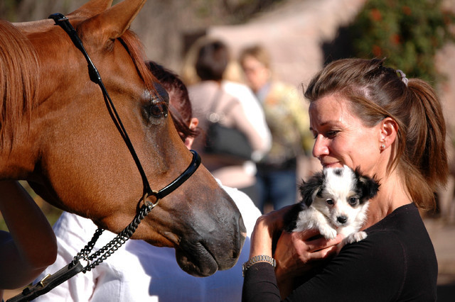 Terry Holmes Arabians