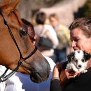 Terry Holmes Arabians