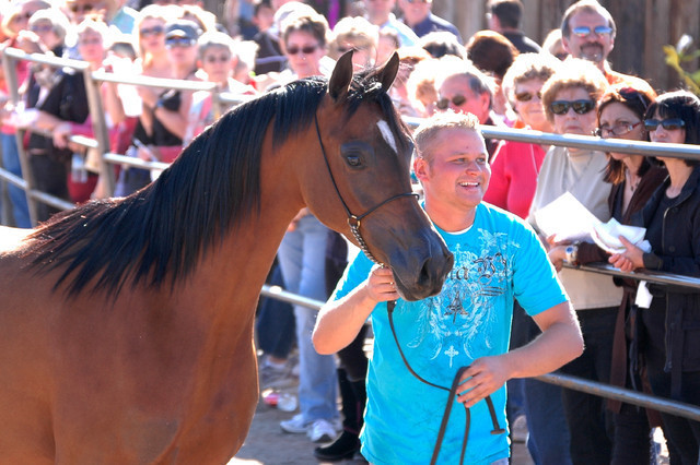 Terry Holmes Arabians