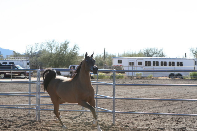 Steve Heathcott Arabians
