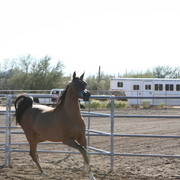 Steve Heathcott Arabians