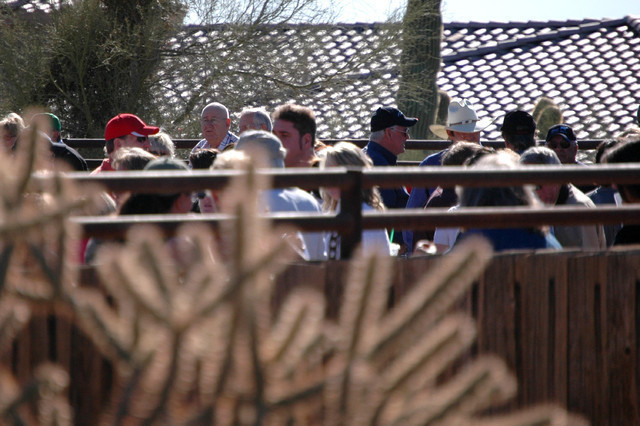 Terry Holmes Arabians