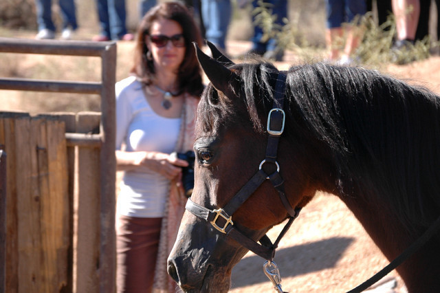 Terry Holmes Arabians