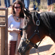 Terry Holmes Arabians