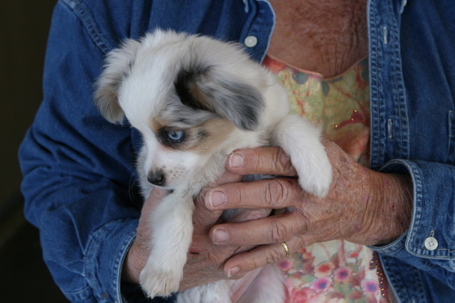 Steve Heathcott Arabians