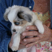 Steve Heathcott Arabians