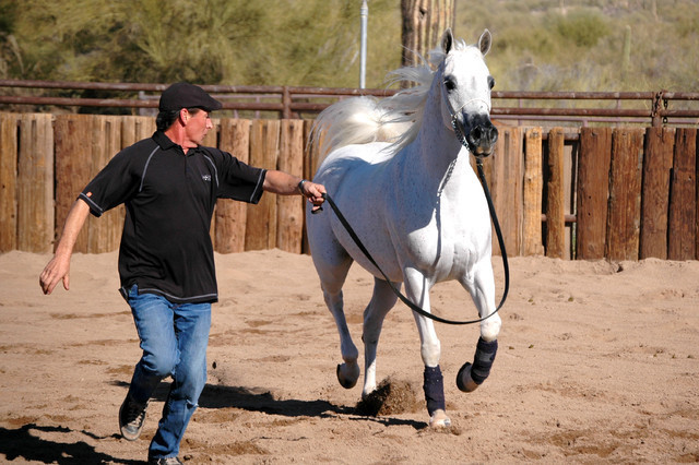 Terry Holmes Arabians