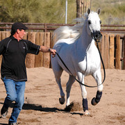 Terry Holmes Arabians