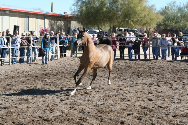 Steve Heathcott Arabians