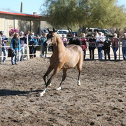 Steve Heathcott Arabians
