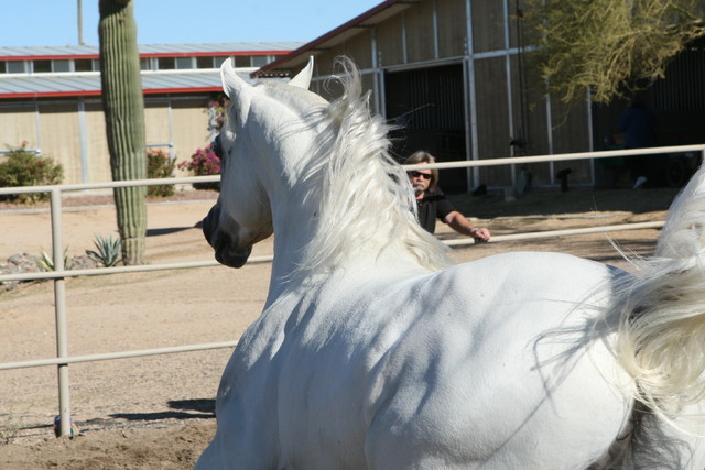 Steve Heathcott Arabians