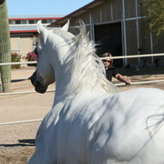 Steve Heathcott Arabians