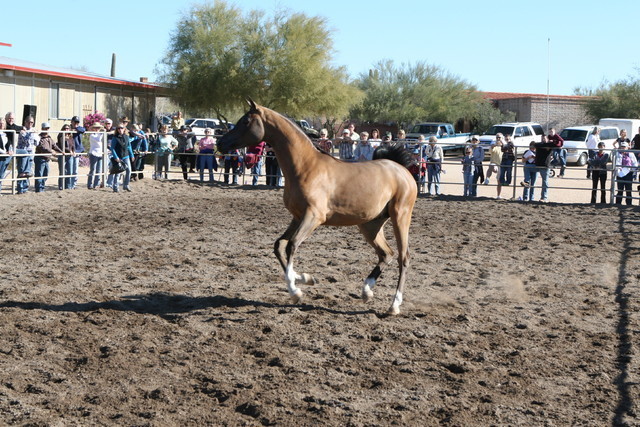 Steve Heathcott Arabians