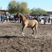 Steve Heathcott Arabians