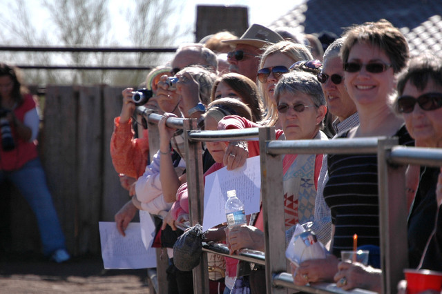 Terry Holmes Arabians