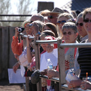 Terry Holmes Arabians