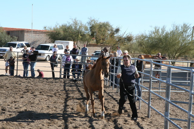 Steve Heathcott Arabians
