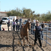 Steve Heathcott Arabians