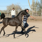 Wunderbar Arabians
