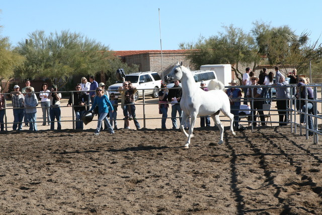 Steve Heathcott Arabians