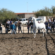 Steve Heathcott Arabians