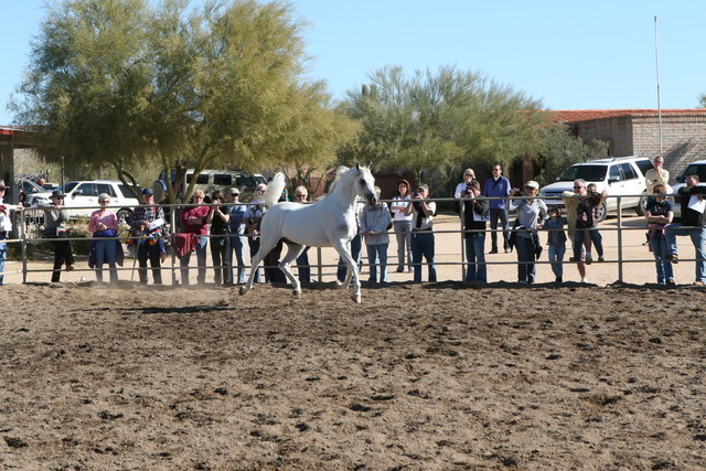 Steve Heathcott Arabians