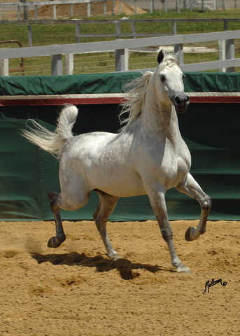 Santa Ynez Valley Arabian Breeders Celebration