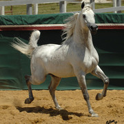 Santa Ynez Valley Arabian Breeders Celebration