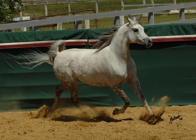 Santa Ynez Valley Arabian Breeders Celebration