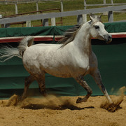 Santa Ynez Valley Arabian Breeders Celebration