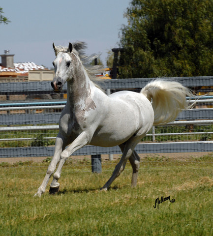 Santa Ynez Valley Arabian Breeders Celebration