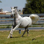 Santa Ynez Valley Arabian Breeders Celebration