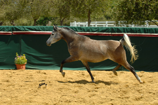Santa Ynez Valley Arabian Breeders Celebration