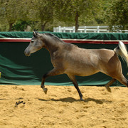Santa Ynez Valley Arabian Breeders Celebration