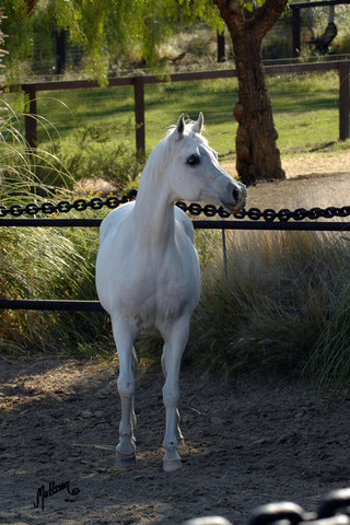 Santa Ynez Valley Arabian Breeders Celebration