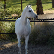 Santa Ynez Valley Arabian Breeders Celebration