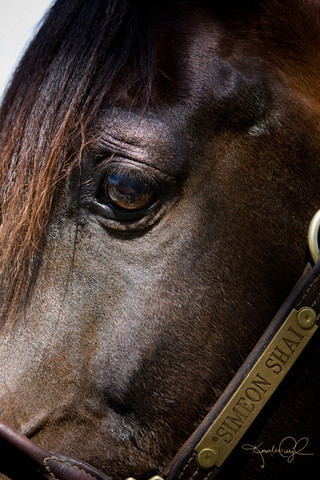 Santa Ynez Valley Arabian Breeders Celebration