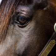 Santa Ynez Valley Arabian Breeders Celebration