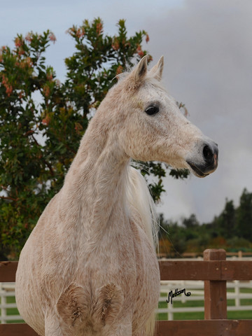 Santa Ynez Valley Arabian Breeders Celebration